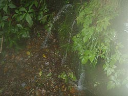 木ノ俣川の湧き水
